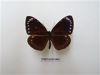 藏品(小紫斑蝶)的圖片